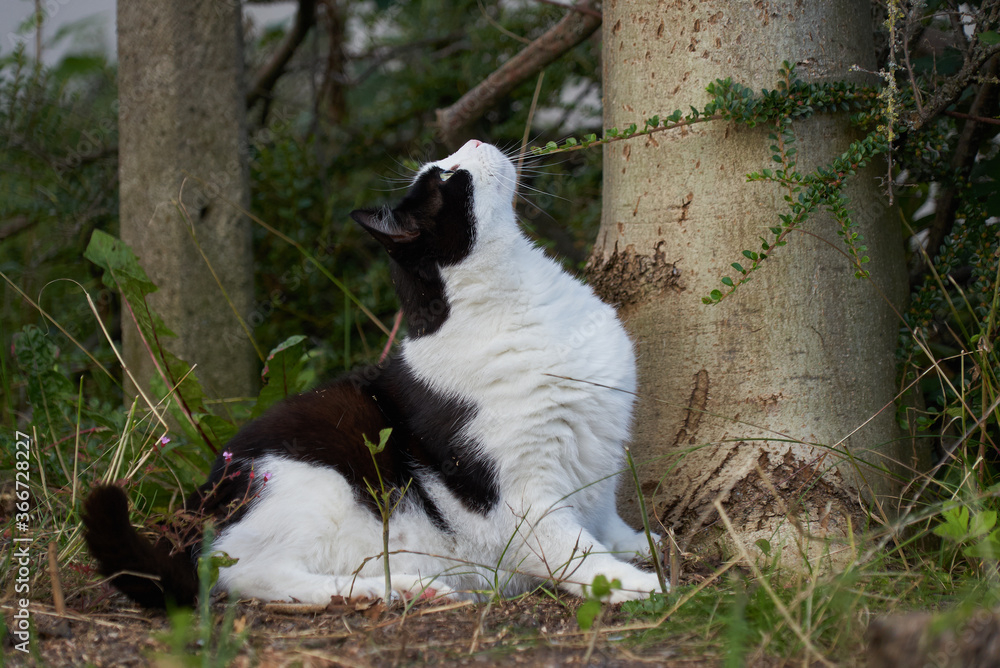 cute black and white domestic tomcat sits next to a trunk of a tree in the garden and looks curiously up