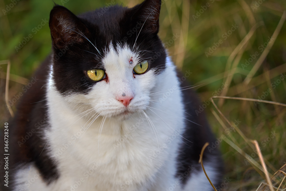 Portrait of a black and white domestic tomcat who was hit on the forehead next to the eye by a projectile from an air rifle
Portrait of a black and white domestic tomcat who was hit on the forehead next to the eye by a projectile from an air rifle