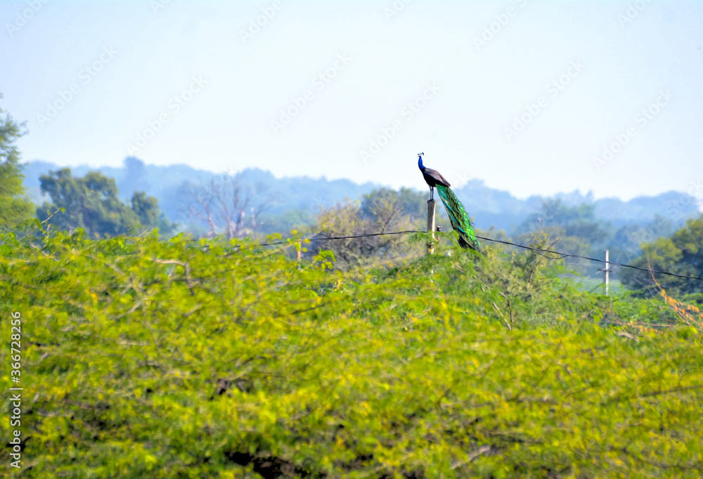 Fototapeta premium Indian peafowl or peacock sitting on a top of pole