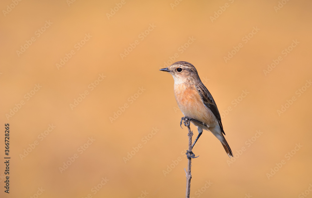 Siberian stone chat sitting on a edge of dry branch Siberian stone chat sitting on a edge of dry branch
