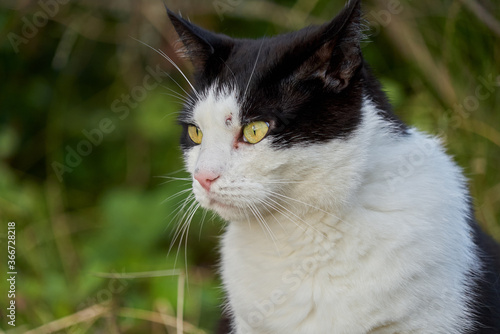 side view of the head of a black and white domestic cat that has been hit by a bullet of an air gun close to his left eye