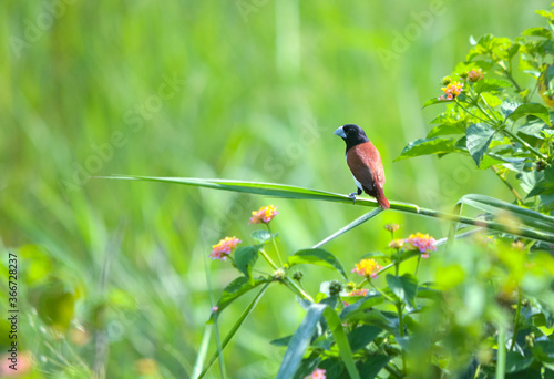 Tricoloured munia in green background