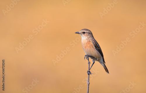 Siberian stone chat sitting on a edge of dry branch