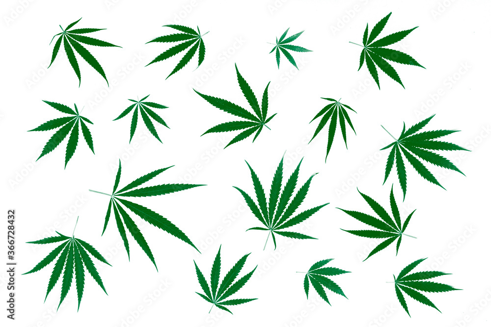 Hemp or cannabis leaf isolated on white background. Concept of herbal alternative medicine Hemp or cannabis leaf isolated on white background. Concept of herbal alternative medicine