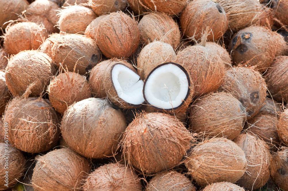 Many fresh coconut cut into half, drying in the sun to make coconut oil