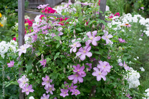 Clematis Comtesse de Bouchard in garden