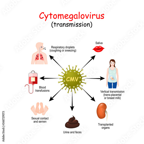 transmission of cytomegalovirus infection