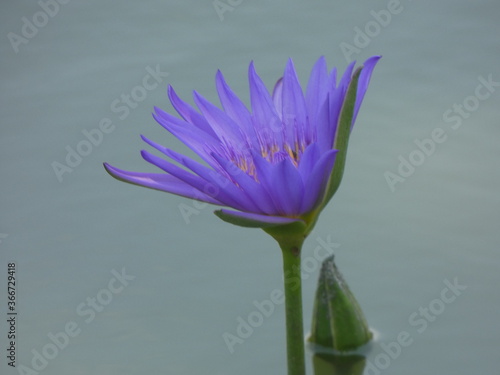 Purple lotus flowers in the park