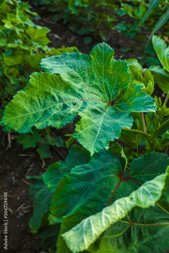 Orka, ladyfinger plant growing in field Orka, ladyfinger plant growing in field
