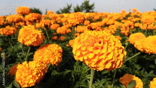 Yellow Marigold