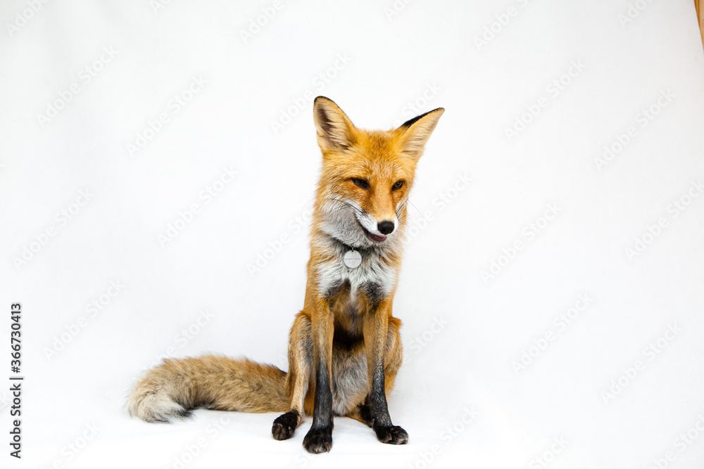 Red fox sits on a white background Red fox sits on a white background