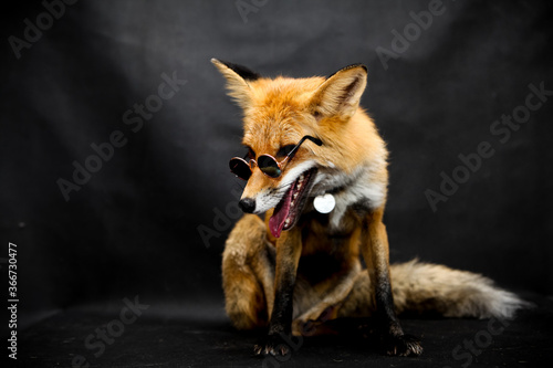Red fox in sunglasses sits on a black background