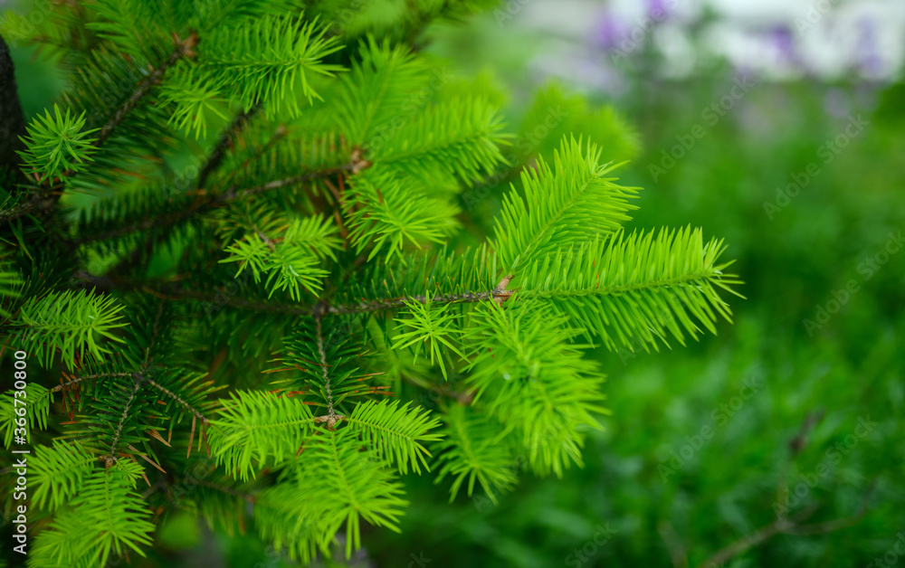 Pine branches at sunlight. Selective focus. Shallow depth of field. Pine branches at sunlight. Selective focus. Shallow depth of field.