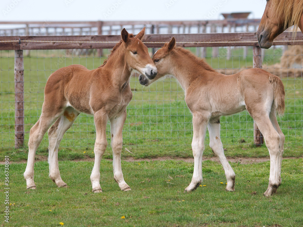 Fototapeta premium Two Rare breed Foals