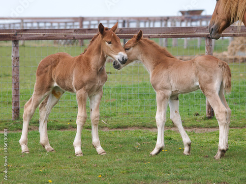 Two Rare breed Foals