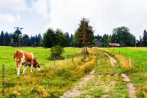 Scenic landscape of tranquil Silesian Moravian Beskids in Czech Republic on cloudy summer day. photo