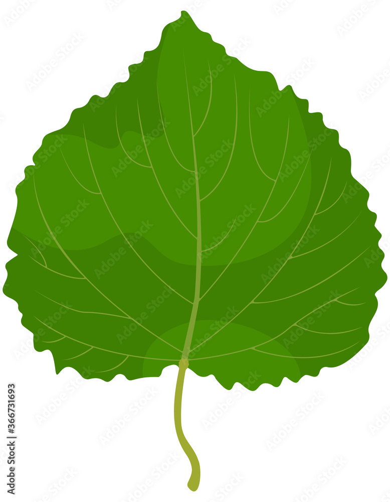 Leaf of lipa isolated on white background. Part of tree in cartoon style. - obrazy, fototapety, plakaty 
