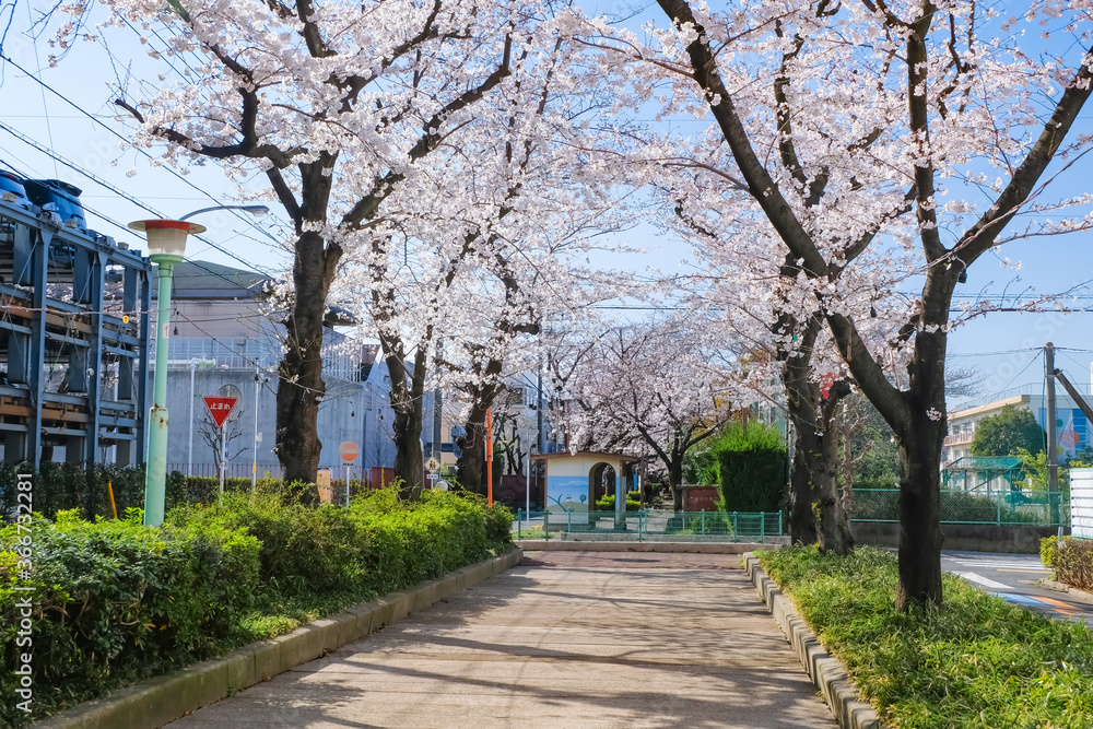 蕨市 南町桜並木