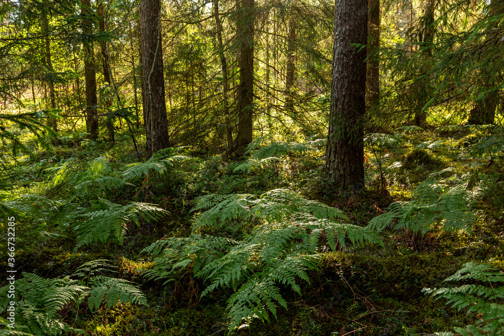 Woodland scene in morrning sun with fern leaves in foreground and trees in July in Latvia Woodland scene in morrning sun with fern leaves in foreground and trees in July in Latvia