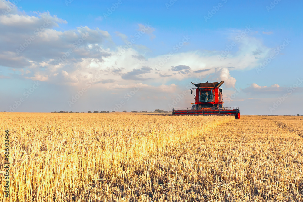 Harvesting of grain crops in the field, a bright summer landscape with a combine harvester. Selective focus. Harvesting of grain crops in the field, a bright summer landscape with a combine harvester. Selective focus.