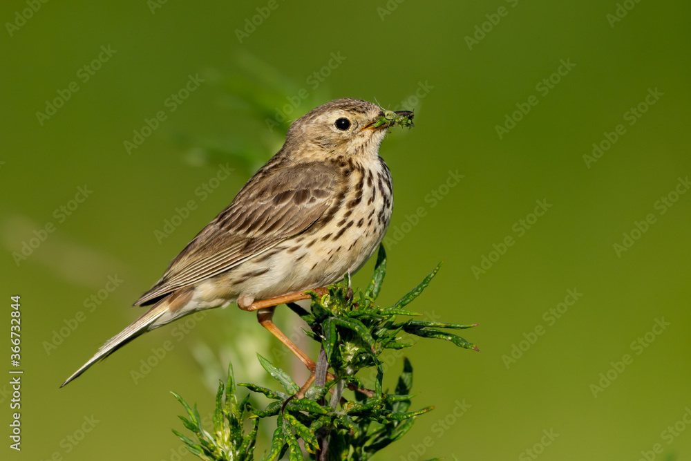 Meadow pipet on a branch Meadow pipet on a branch