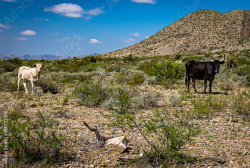 Criollo Cattle on the open range photo