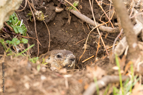 An old groundhog peeking out from his hole. Groundhog has very long lower teeth that reach up to his nose.. Only his face is visible. 