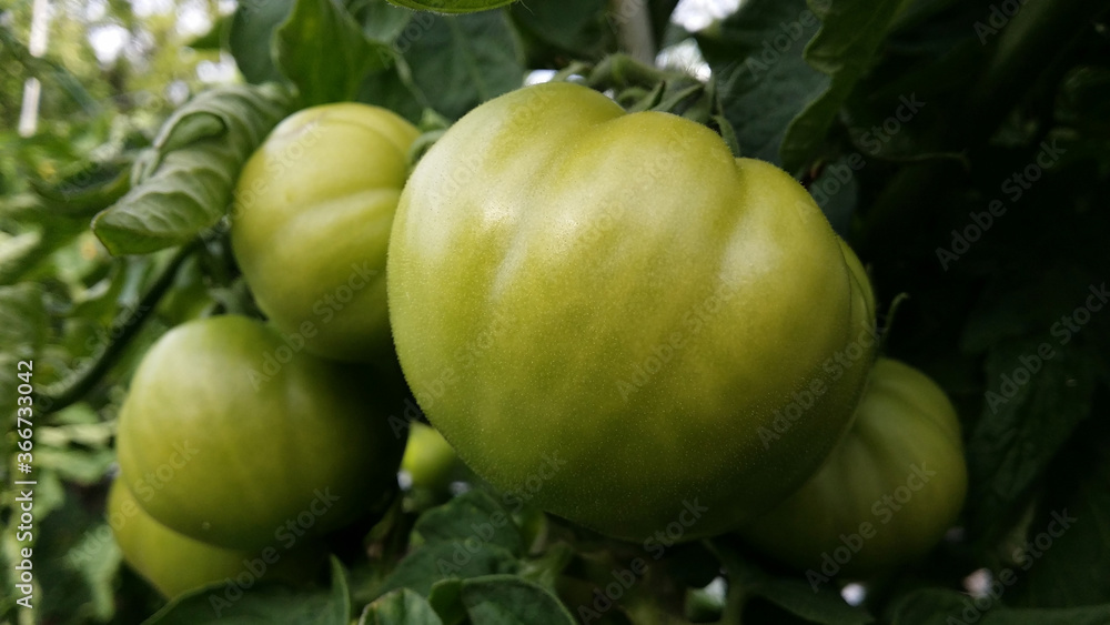 Green unripe large tomato close-up.