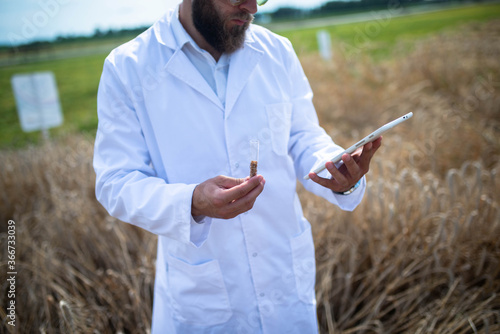 Farmer examinig wheat field status with digital tablet photo