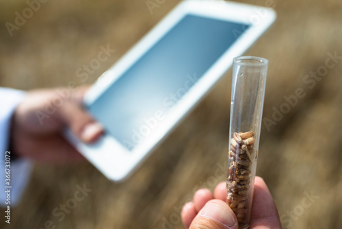 Farmer examinig wheat field status with digital tablet
 photo