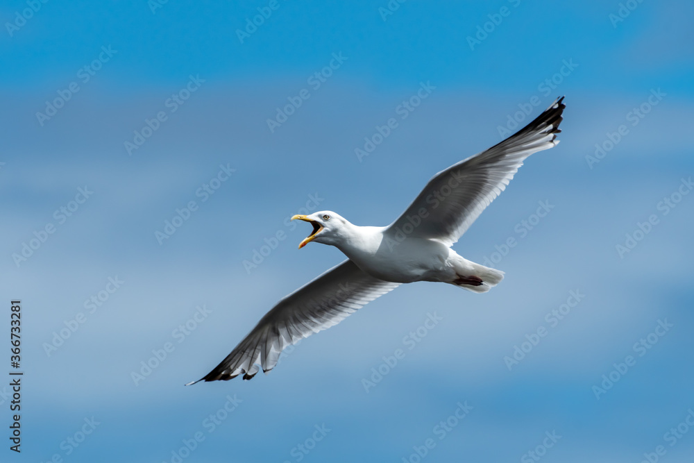 seagull in flight seagull in flight