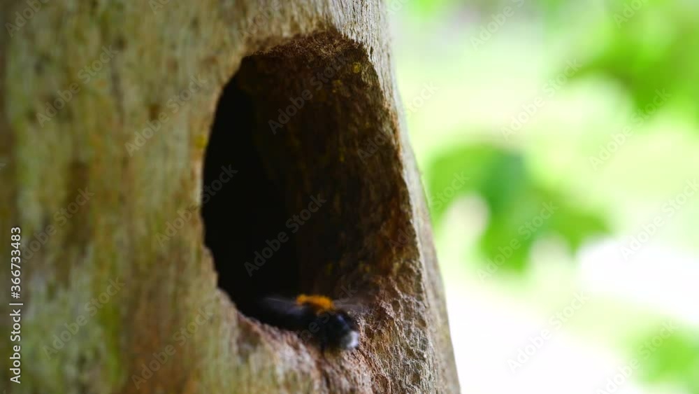 Bumblebees nesting in old bird nest on a tree stem, Sweden Bumblebees nesting in old bird nest on a tree stem, Sweden