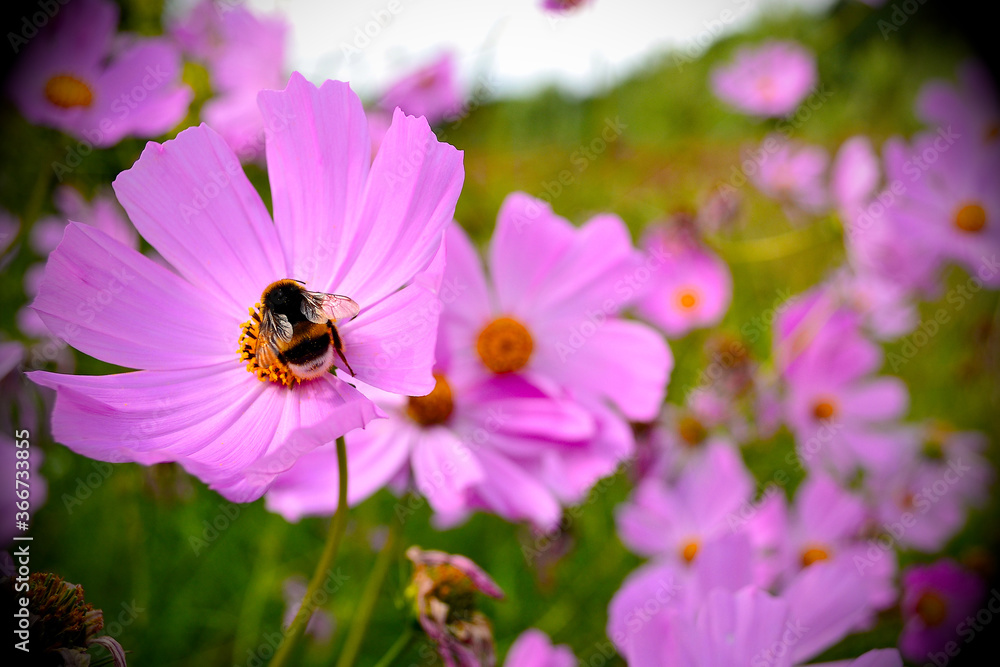 Bumblebee on a flower on a summer day Bumblebee on a flower on a summer day