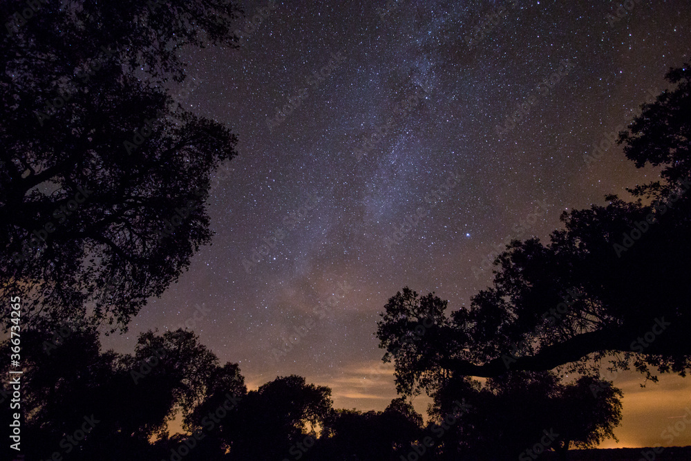 Scenic panoramic picture-postcard view of starry sky surrounded by some trees on a forest. Amazing Landscape with Milky Way Galaxy full of stars.