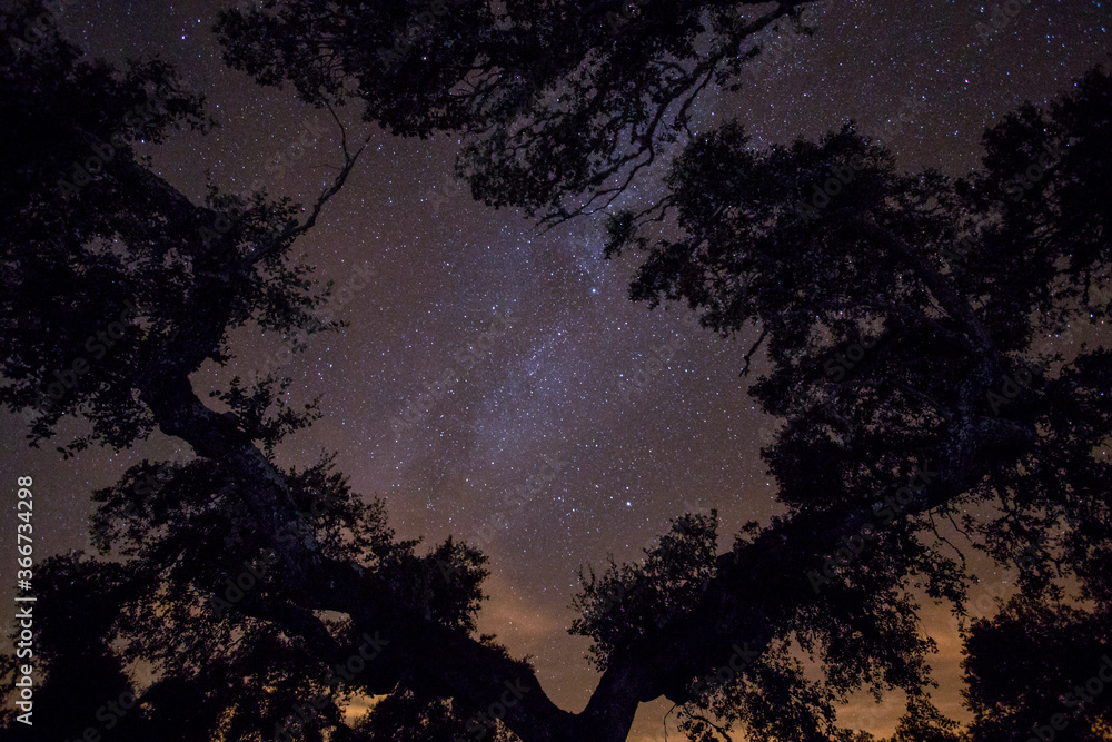 Fototapeta premium Scenic panoramic picture-postcard view of starry sky surrounded by some trees on a forest. Amazing Landscape with Milky Way Galaxy full of stars.