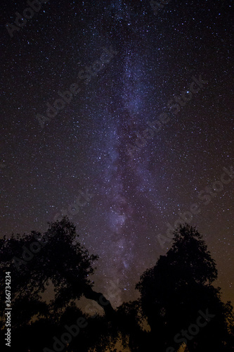 Scenic panoramic picture-postcard view of starry sky surrounded by some trees on a forest. Amazing Landscape with Milky Way Galaxy full of stars.