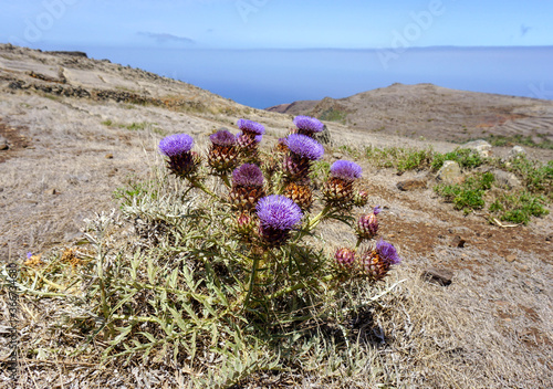 Milk thisle plant in bloom isolated on a a  blue sky and desert background. Purple blossoms on a sunny day. Medicinal plants.  photo