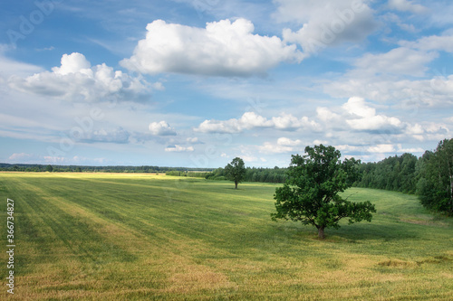Obraz na płótnie Summer landscape of ripening wheat field. Sunny day. Harvesting. A lot of clouds above field wheat. w salonie