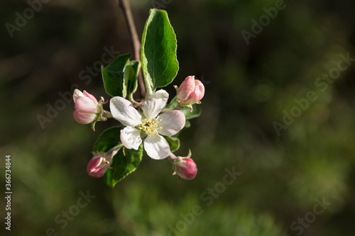 Flowering branch of wild forest apple tree. White and pink color of flowers. Spring flowering garden trees. 