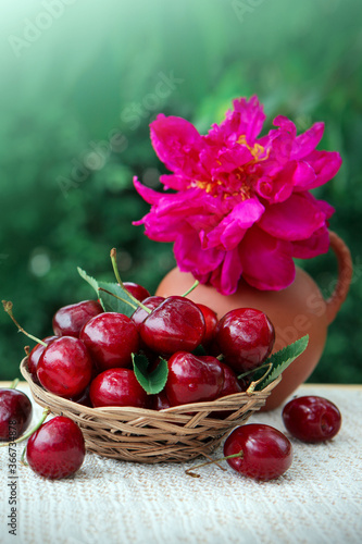 Large cherries in a basket and red peony in a jug isolated on green.
