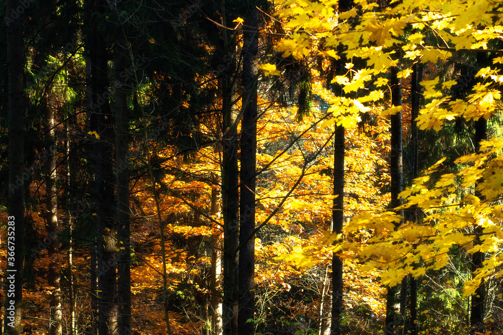 Fototapeta premium Colorful image of autumn forest. Yellow foliage. Sunbeams make their way through tree trunks.