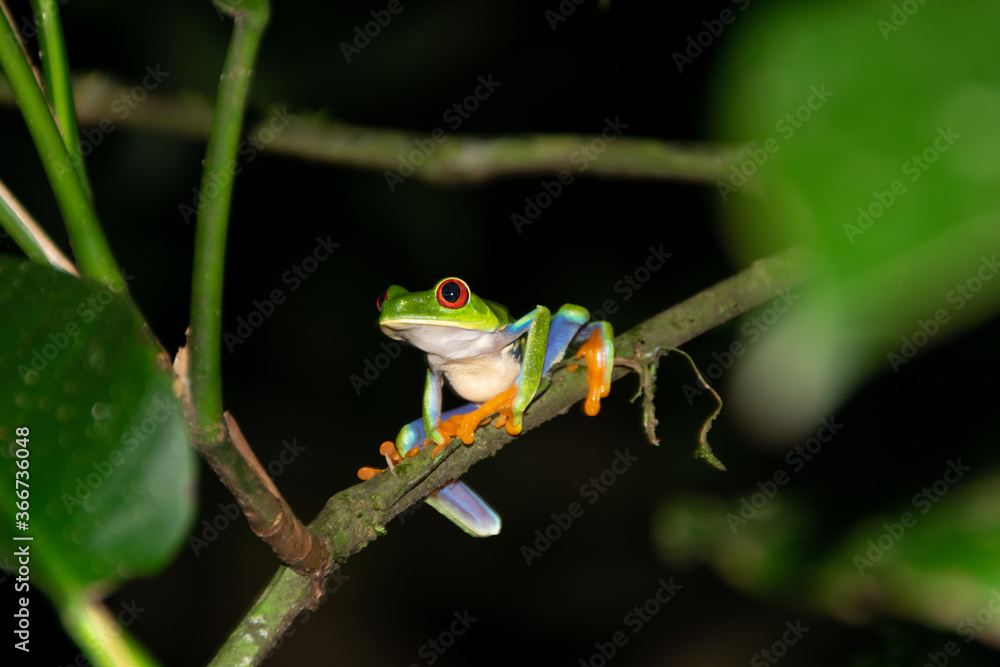 red-eyed treefrog in Costa Rica. Agalychnis callidryas