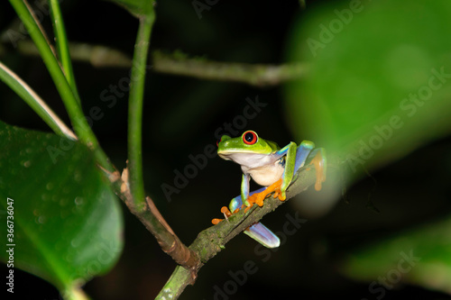 red-eyed treefrog in Costa Rica. Agalychnis callidryas