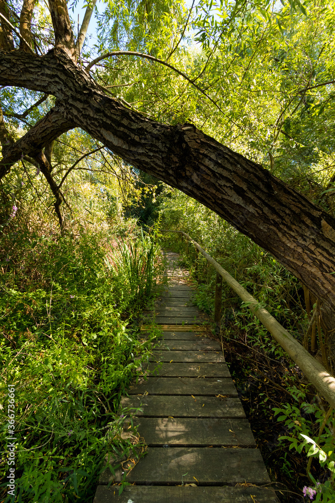Obraz premium Narrow wooden pedestrian walkway bridge in a wetland forest