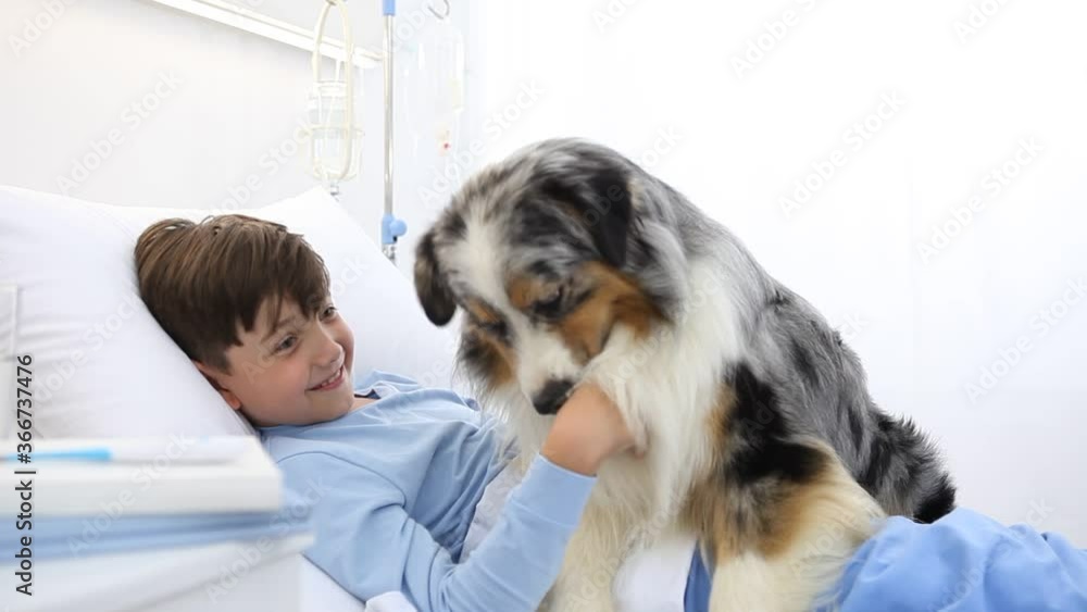 dog therapy, llonely and sick child lying in hospital bed is cheered by the happiness of the dog dog therapy, llonely and sick child lying in hospital bed is cheered by the happiness of the dog