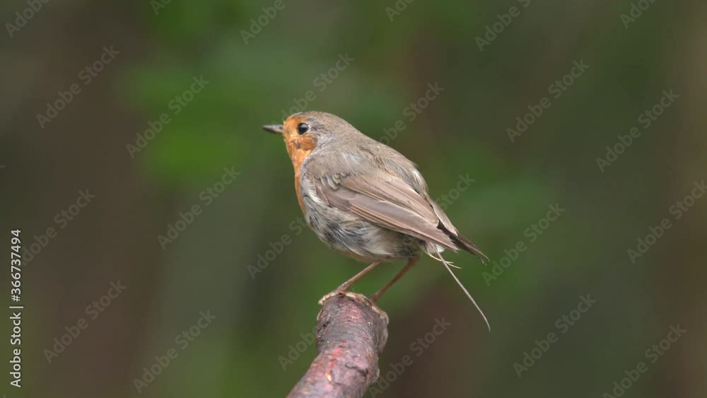robin juvenile bird animal on branch breathing fly away robin juvenile bird animal on branch breathing fly away