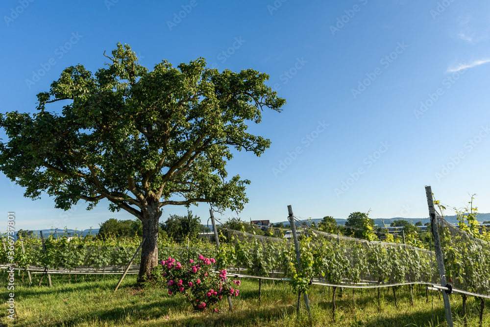 Obraz premium Vineyard with rosebush and tree on Reichenau Island, Lake Constance, Baden-Wuerttemberg, Germany