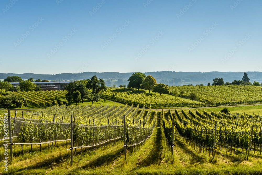 Vineyards on Reichenau Island, Lake Constance, Baden-Wuerttemberg, Germany
