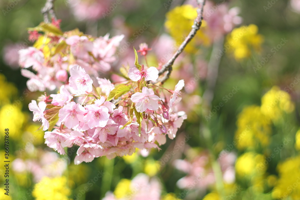 Obraz premium Close up of beautiful pink Kawazu sakura flowers (cherry blossoms) with blurred canola flowers background, soft focus