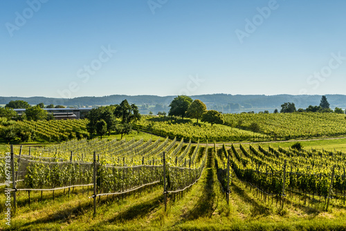 Vineyards on Reichenau Island, Lake Constance, Baden-Wuerttemberg, Germany © Conny Pokorny